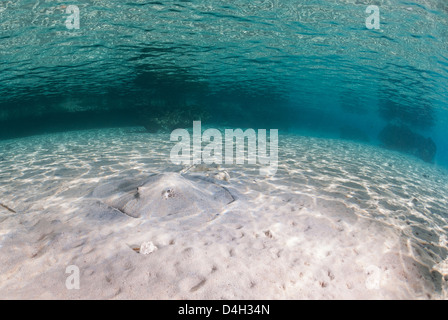 Fish Eye con il nido d'ape stingray, baia poco profonda, il Parco Nazionale di Ras Mohammed, Sinai, Egitto, Mar Rosso, Egitto, Nord Africa Foto Stock