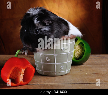 Animali cavia in vaso con peperoni Foto Stock