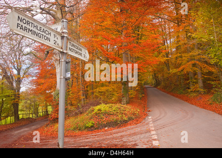 I colori autunnali nei faggi sulla strada di Turkdean nel Costwolds, Gloucestershire, England, Regno Unito Foto Stock