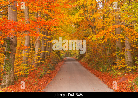 I colori autunnali nei faggi sulla strada di Turkdean nel Costwolds, Gloucestershire, England, Regno Unito Foto Stock
