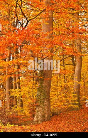 I colori autunnali nei faggi vicino a Turkdean nel Costwolds, Gloucestershire, England, Regno Unito Foto Stock