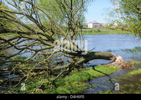 Albero abbattuto da Eurasian castoro (Castor fiber) dal fiume Narew vicino a Strekowa Gora village, Biebrza National Park, Polonia Foto Stock