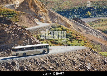 Park bus si ferma per un terreno arido Caribou Coffee Company (Rangifer arcticus) sul Park Road a Polychrome Pass, Parco Nazionale di Denali, Alaska Foto Stock