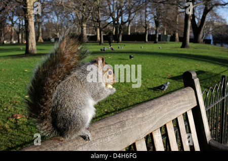 Scoiattolo grigio in piedi sul banco di mangiare alcuni apple ad essa conferita da un turista, il St James Park, London, England, Regno Unito