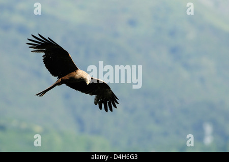 Nibbio bruno (Milvus migrans) in volo la caccia passeriformi, Luz Saint Sauveur, Haute-Pyrenees, Francia Foto Stock