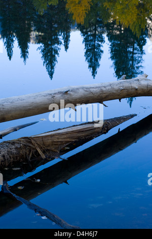 Albero caduto camion e riflessi nel fiume Merced, Yosemite Valley, il Parco Nazionale Yosemite in California, la mattina presto, Novembre Foto Stock