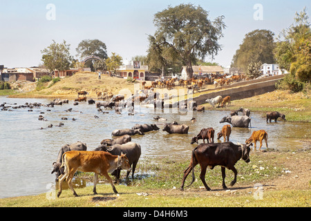 Mandria di tornare a casa per un tuffo in un ambiente rurale lago Gujarat in India dopo una giornata di pascolo di campi Foto Stock