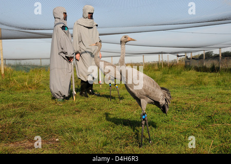 Due giovani gru comune in piedi all'interno di una voliera sui livelli di Somerset, Somerset, Inghilterra, Regno Unito Foto Stock