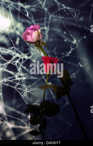 Due rose appassite con coweb Foto Stock
