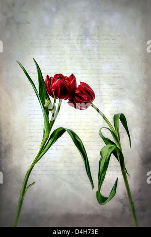 Due tulipani rossi su una vecchia lettera Foto Stock