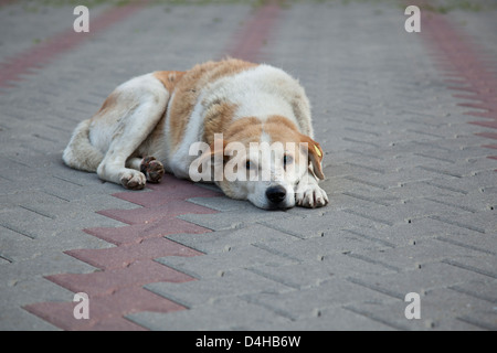 Triste senzatetto Stray dog sitter su calcestruzzo con dog tag in un orecchio segno di beeing castrato Foto Stock