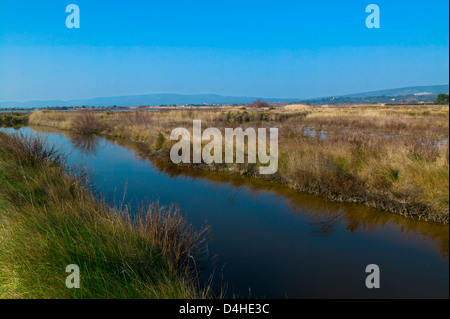 Acqua salina, Maguelone, Herault,Languedoc-Roussillon, Francia Foto Stock