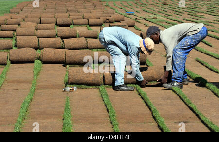 Lavoratori di tappeto erboso laici per il passo al Free State Stadium di Bloemfontein, Sud Africa, 26 novembre 2008. Foto: Gero Breloer Foto Stock