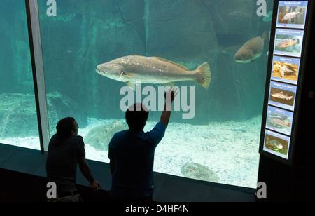 Two Oceans Aquarium Città del Capo Sud Africa i visitatori osservano un gigante Kob nuotare in visita a Southern African attrazione Foto Stock