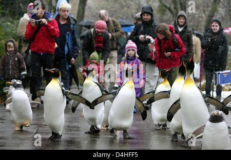 Re e pinguini pinguini Gentoo waddle attraverso lo zoo di Basilea, Svizzera, 10 dicembre 2008. In inverno, sono led per una passeggiata attraverso il giardino zoologico ogni giorno. Foto: Rolf Haid Foto Stock