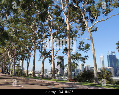 PERTH, Australia. Il limone-profumati alberi di gomma (Corymbia citriodora) in Kings Park che si affaccia sulla città. Foto Tony Gale Foto Stock