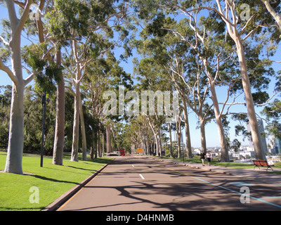 PERTH, Australia. Il limone-profumati alberi di gomma (Corymbia citriodora) in Kings Park che si affaccia sulla città. Foto Tony Gale Foto Stock