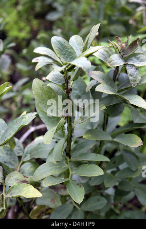 Fave con nero vola in giardino Foto Stock