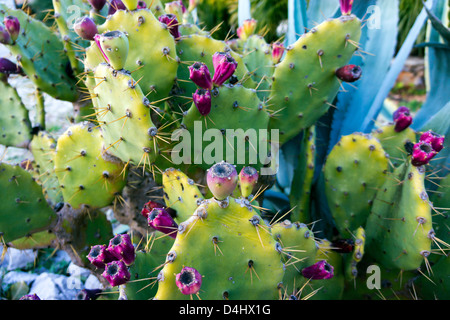 Ficodindia cactus con spine e frutta viola Foto Stock