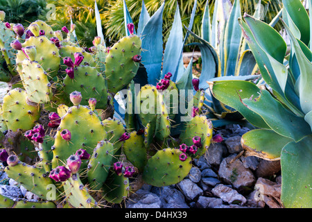 Ficodindia cactus con frutta viola Foto Stock