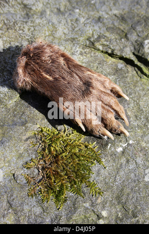 Lontra europea Paw Lutra lutra Foto Stock