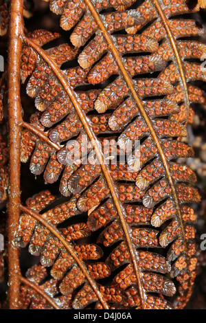 Macro Shot di Bracken spore Foto Stock