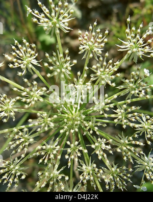 Dettaglio di un selvaggio fiore di carota visto da sopra Foto Stock