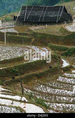 Terrazze di riso sulle pendici del Catcat Villaggio Culturale vicino a Sapa Vietnam Foto Stock