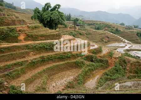 Terrazze di riso sulle pendici del Catcat Villaggio Culturale vicino a Sapa Vietnam Foto Stock