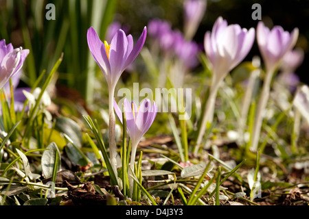 Crochi fioritura in primavera, vicino la vista laterale di fiori viola, REGNO UNITO Foto Stock