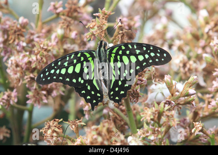 Green tailed Jay butterfly Foto Stock