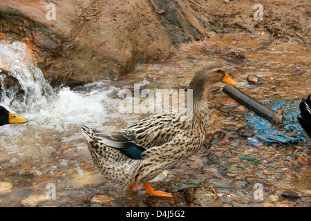 Anatra in Catcat Villaggio Culturale vicino a Sapa Vietnam Foto Stock