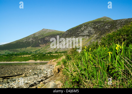 Gyrn goch gyrn ddu dal clogwyn morfa frefor Lleyn Peninsula gwynedd Galles del nord Foto Stock