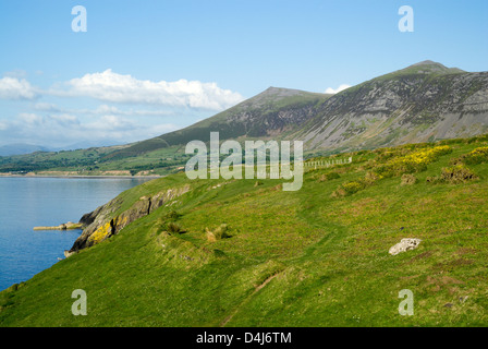Gyrn goch gyrn ddu dal clogwyn morfa frefor Lleyn Peninsula gwynedd Galles del nord Foto Stock