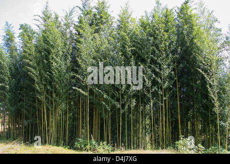 Bambù di Catcat Villaggio Culturale vicino a Sapa Vietnam Foto Stock