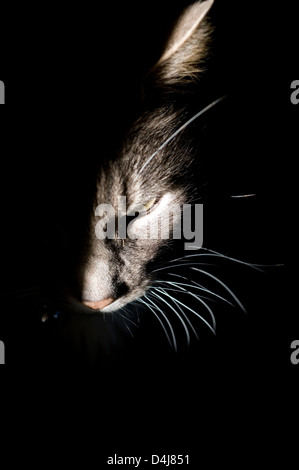 Baffi di gatto, Gatto nero, gattino, pet, face, sfondo, ombra, grigio, due, studio, dolce, gentile, morbido, pericoloso, ani Foto Stock