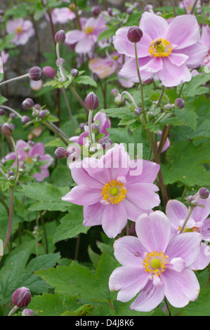 Rosa anemone giapponese, Anemone hupehensis, mostrando boccioli e fiori aperti Foto Stock