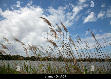 Canne ondeggianti nel vento Foto Stock