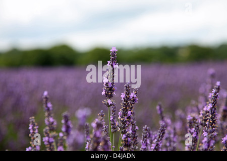 Testa di lavanda Foto Stock