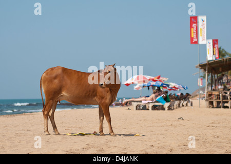 Mucca marrone si trovava su una spiaggia di Anjuna, Goa Foto Stock
