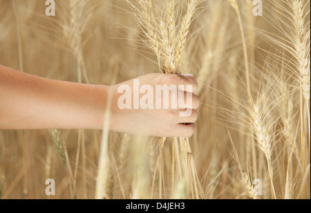 Mano d'uomo tenendo un spike sul campo di sfondo Foto Stock