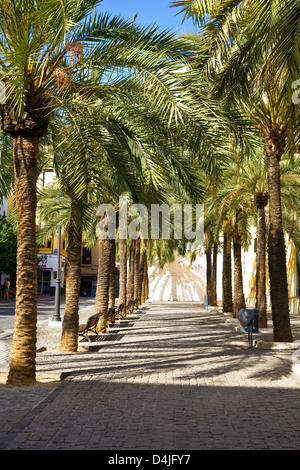 Un Viale delle Palme in Piazza Duomo, Granada, Andalusia Foto Stock