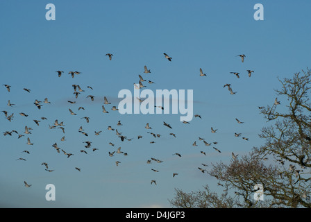 Stormo di colombacci tenendo fuori dalla quercia sulla soleggiata giornata invernale Foto Stock