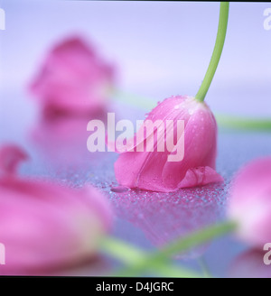 Tulipani rosa messo su un tavolo. Foto Stock