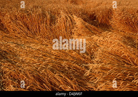 Campo di orzo. La Francia. Foto Stock