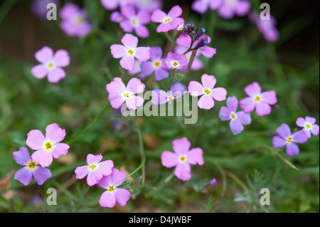 Stock di sabbia (Malcolmia littorea) sabbiose e rocciose passeggiata costiera da Banagil a Praia da Marinha Algarve Portogallo Europa Foto Stock