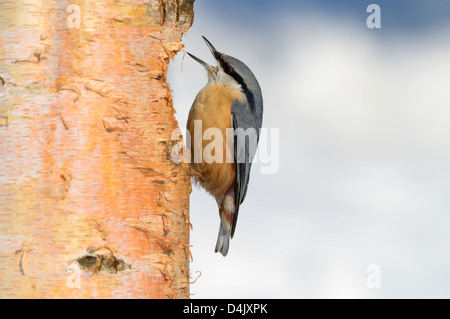 Kleiber (Sitta europaea) Eurasian picchio muratore • Ostalbkreis; Baden-Württemberg; Deutschland Foto Stock