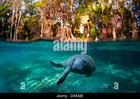 Lamantino nuoto in acque tropicali Foto Stock