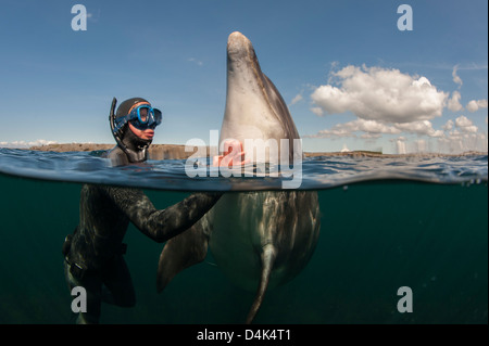 Sommozzatore graffiare dolphin in acqua Foto Stock