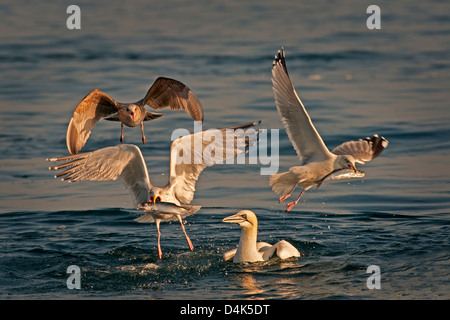 Gabbiani la pesca in acqua Foto Stock